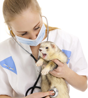 Đồng phục bệnh nhân 14, dong phuc benh nhan 14 | Đồng phục bác sĩ thú y 01