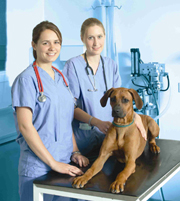 Quần y tế 12, Quan y te 12 | Đồng phục bác sĩ thú y 03