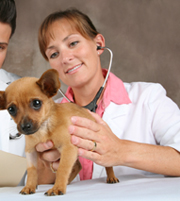 Đồng phục bệnh nhân 14, dong phuc benh nhan 14 | Đồng phục bác sĩ thú y 05