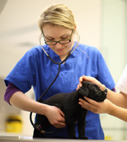 Áo Blouse 06, ao Blouse 06 | Đồng phục bác sĩ thú y 10