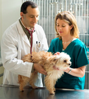 Đồng phục điều dưỡng 04, dong phuc dieu duong 04 | Đồng phục bác sĩ thú y 18